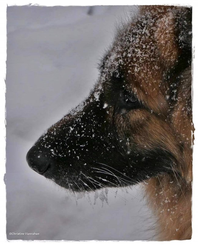 Snowy Sasha