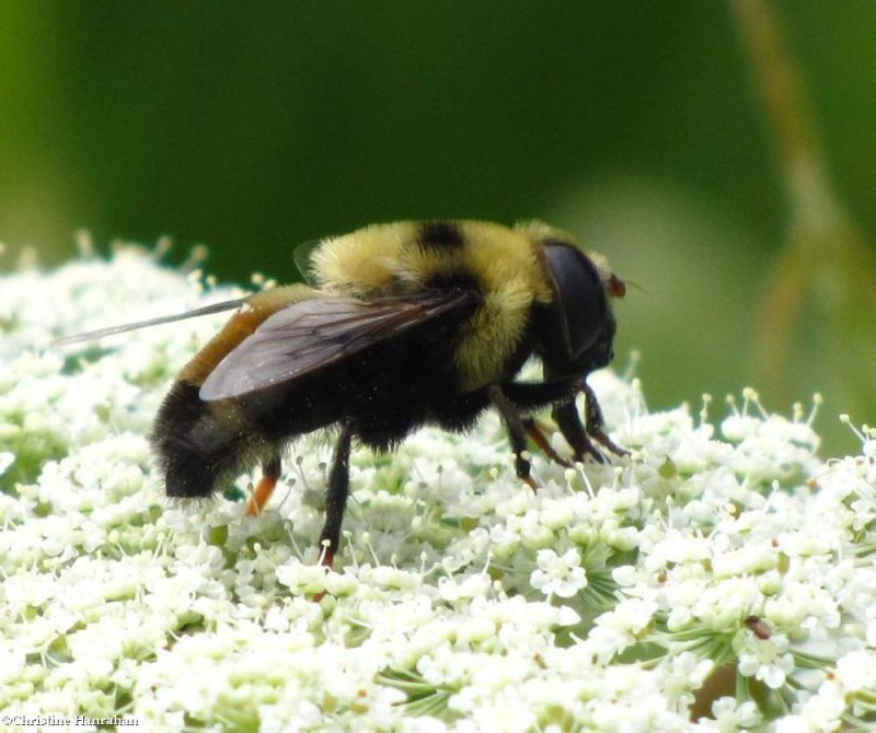 Hover fly (Eristalis flavipes)