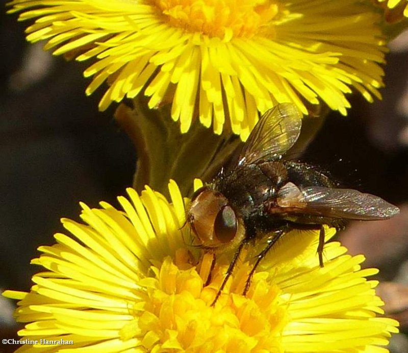 Tachinid fly (Gonia sp.)