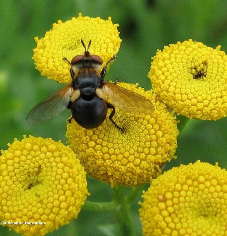 Tachinid fly (Gymnosoma sp.)