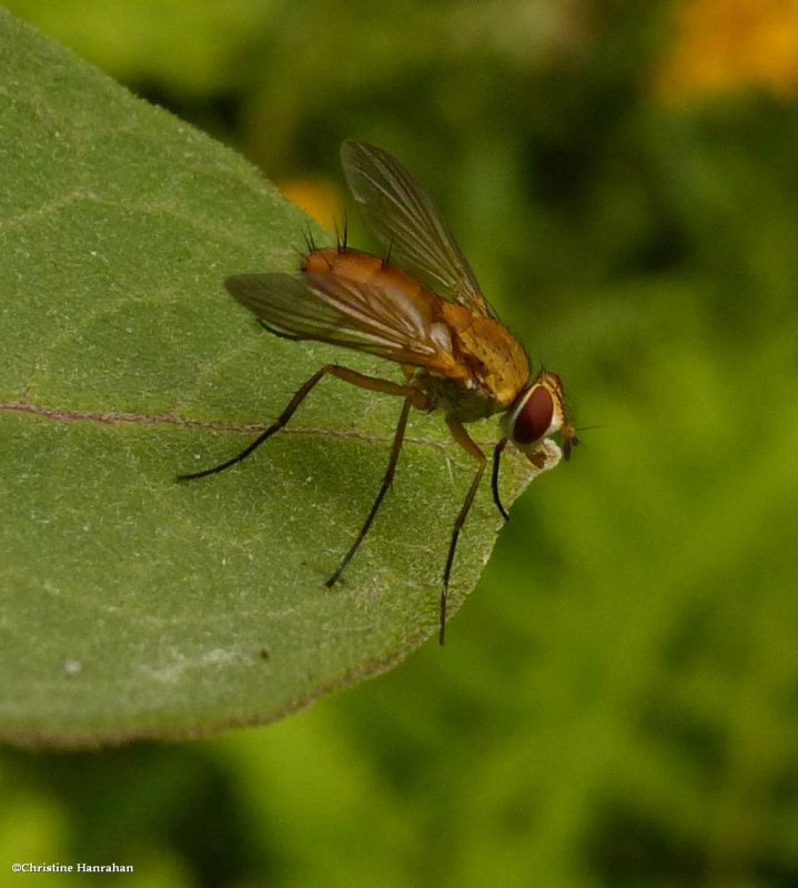 Parasitic Flies of Larose Forest (Family: Tachinidae)