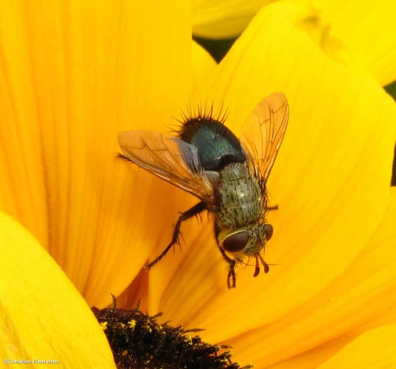 Tachinid fly (Archytas)