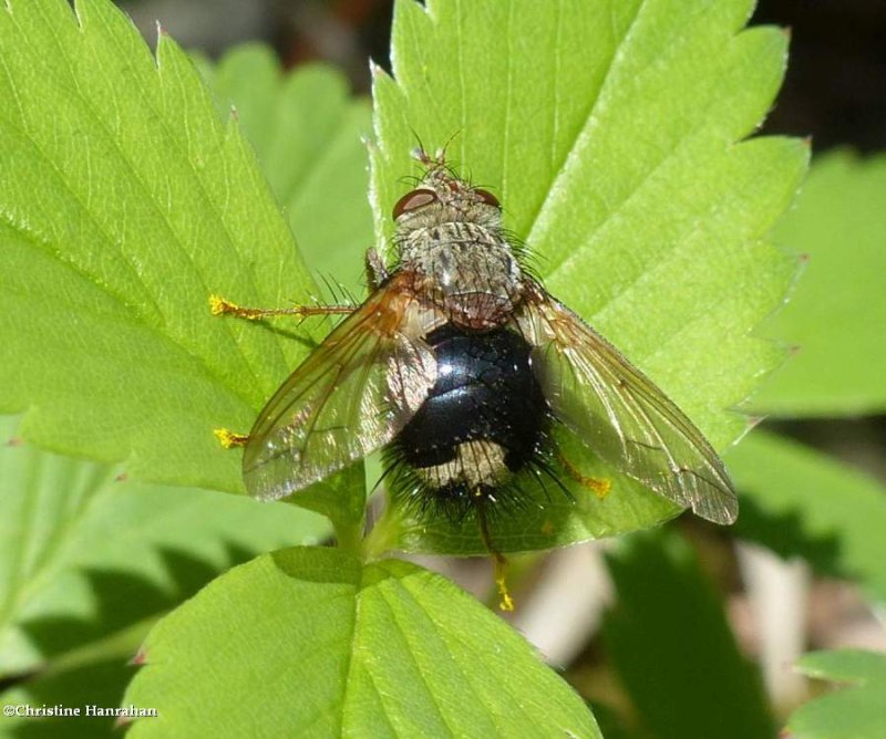 Tachinid fly (Epalpus signifer)