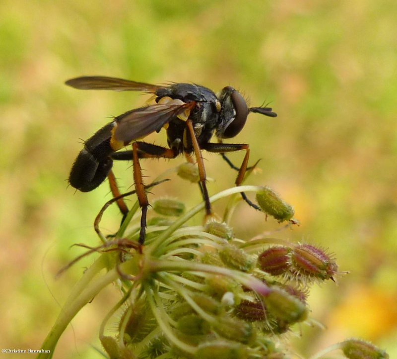 Tachinid fly (Hemydra aurata)