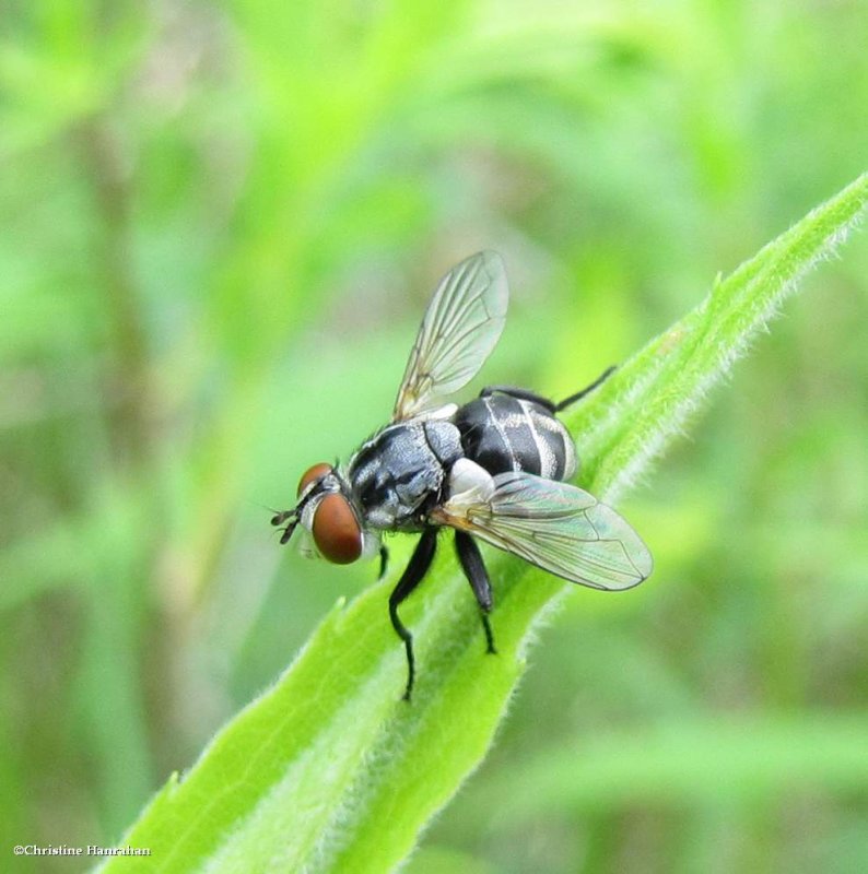 Tachinid fly (Gymnoclytia)