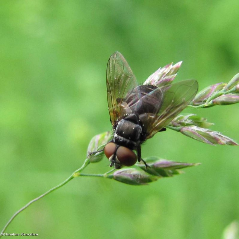 Tachinid fly (Phasia)