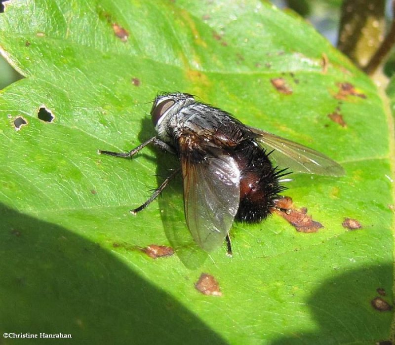 Tachinid fly (Leschenaultia)