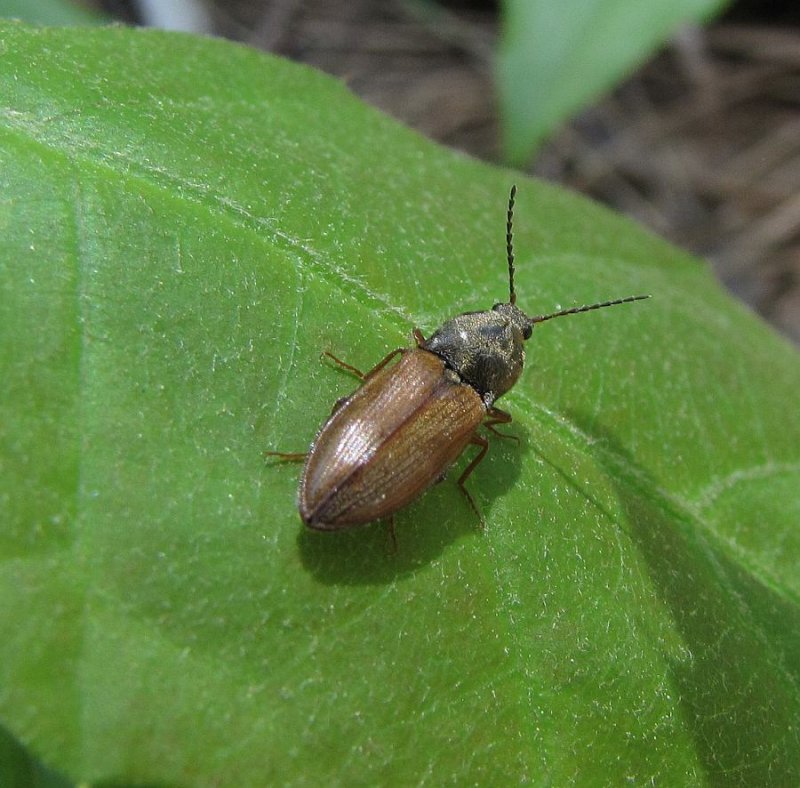 Click beetle (Prosternon)