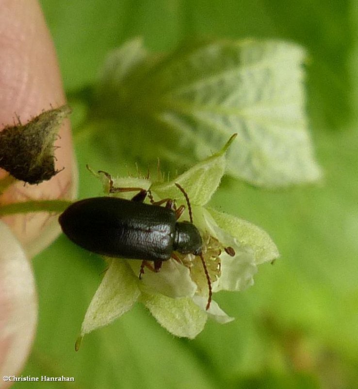 Ravenous Leaf Beetle (Family: Orsodacnidae)