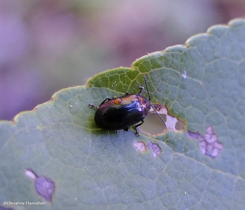 Chrysomelid beetle (Phratora)