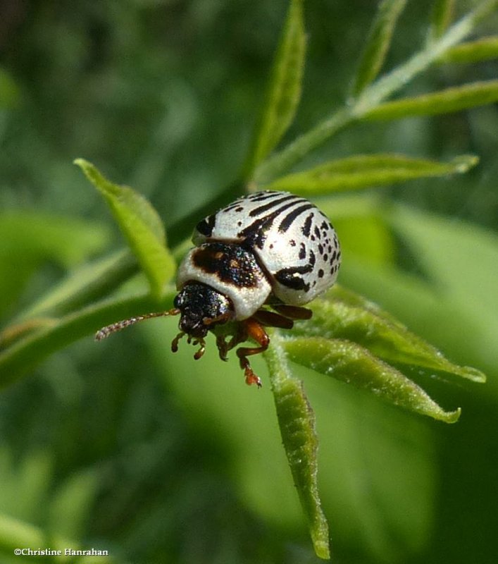 Willow calligrapha beetle  (Calligrapha multipunctata)