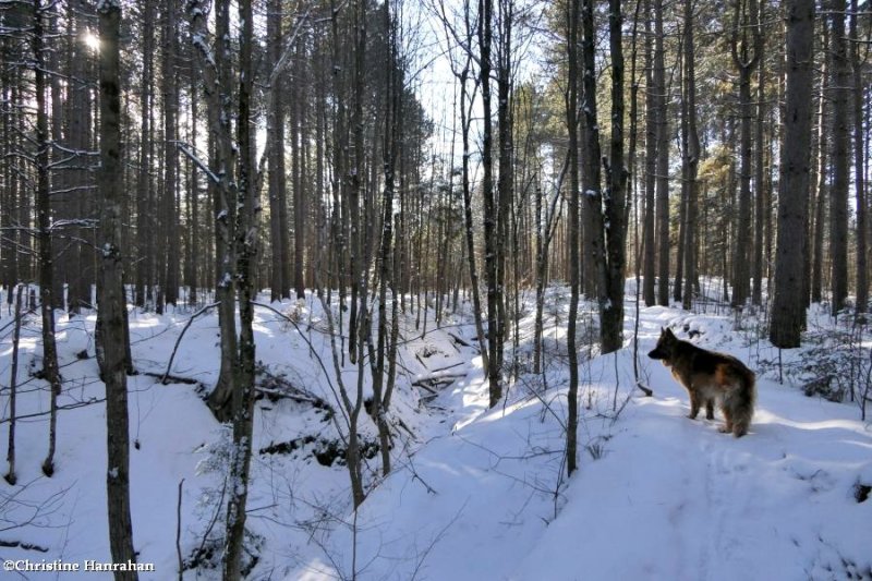 On the trail