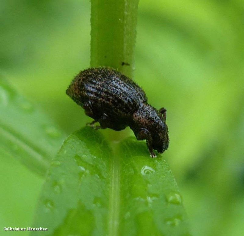 Strawberry root weevil  (Sciaphilus asperatus)