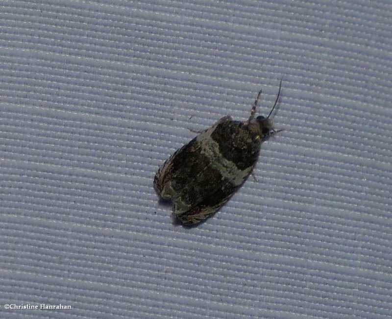 Banded olethreutes  moth (Olethreutes fasciatana), #2823