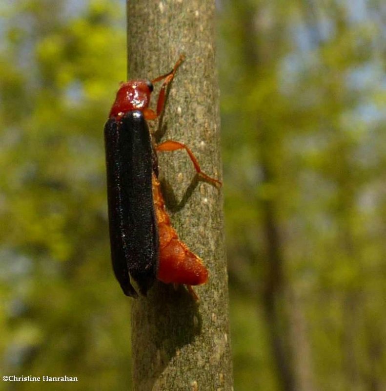Ship-timber Beetles (Family: Lymexylidae)