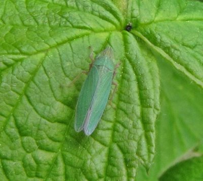 Leafhopper (Draeculacephala sp.)