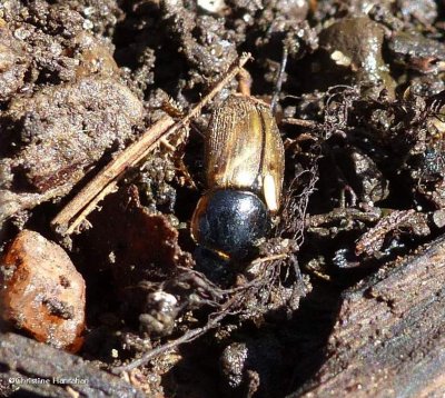 Scarab beetle (<em>Aphodius prodomus</em>)