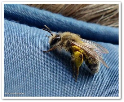 Andrenid bee 