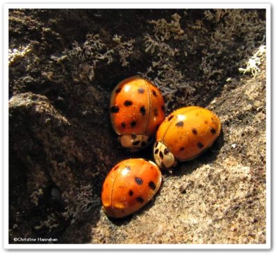 Asian lady beetle (<em>Harmonia axyridis</em>)