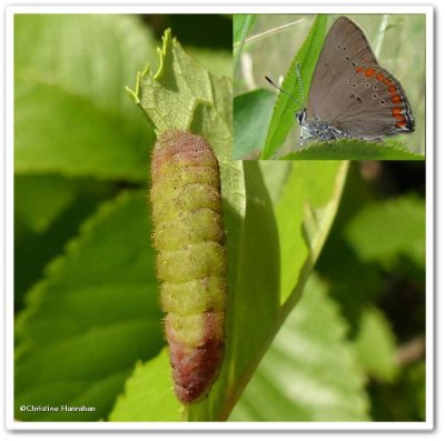 Coral hairstreak butterfly larva (<em>Satyrium titus</em>)