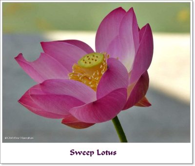 Sweep Lotus