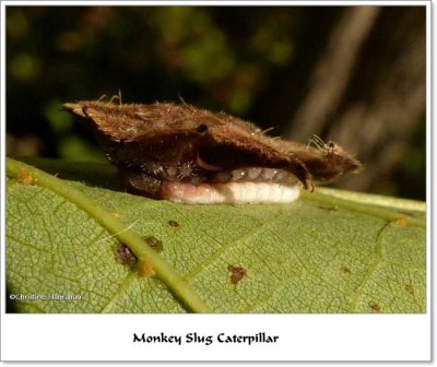 Monkey Slug (Hag Moth) caterpillar  (Phobetron pithecium), #4677