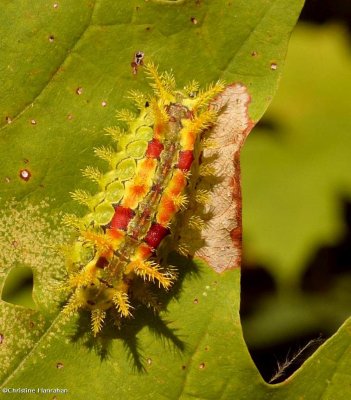 Spiny oak slug moth caterpillar  (Euclea delphinii), #4697