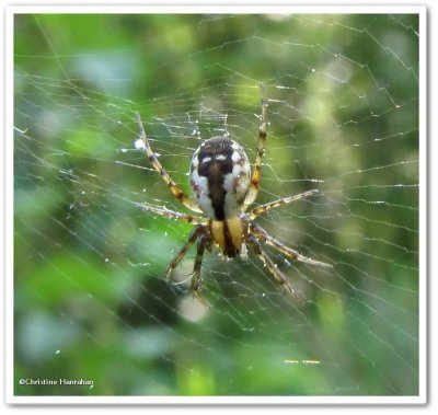 Tufted-legged orb weaver (<em>Mangora placida</em>)