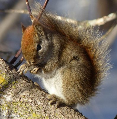 Clean-up time  (<em>Tamiasciurus hudsonicus</em>)