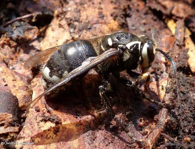 Bald-faced hornet  (<em>Dolichovespula maculata</em>), female