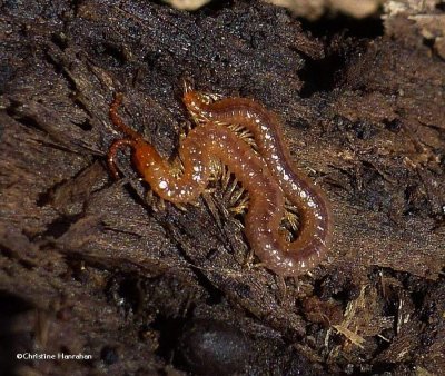 Millipedes (Class:  Diplopoda)