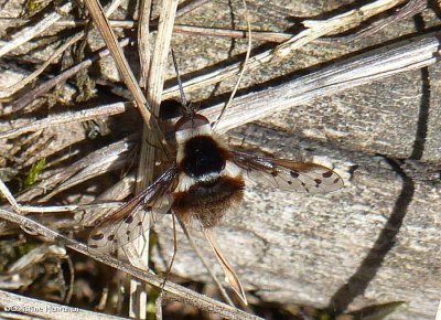 Pygmy beefly (<em>Bombylius pygmaeus</em>)