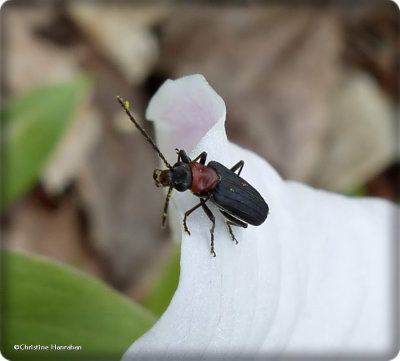 Red-necked false blister beetle (<em>Asclera ruficollis</em>)