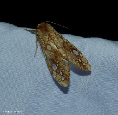 Hickory tussock moth (<em>Lophocampa caryae</em>), #8211