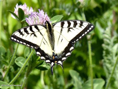Canadian tiger swallowtail (<em> Papilio canadensis</em>)