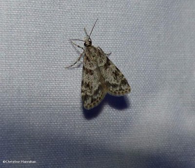 Double-striped scoparia moth (<em>Scoparia biplagialis</em>), #4716