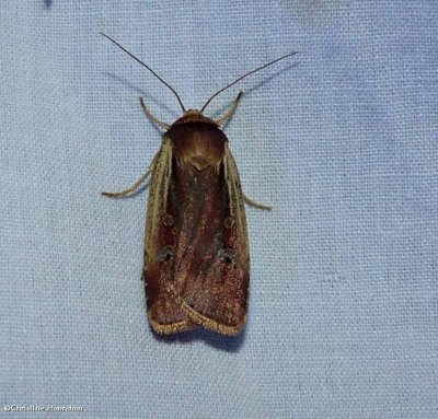 Flame-shouldered dart moth  (<em>Ochropleura implecta</em>), #10891