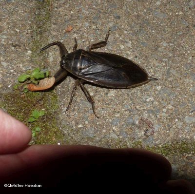 Giant water bug   (<em>Lethocerus americanus</em>)