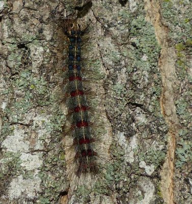  Gypsy moth caterpillar (Lymantria dispar), #8318
