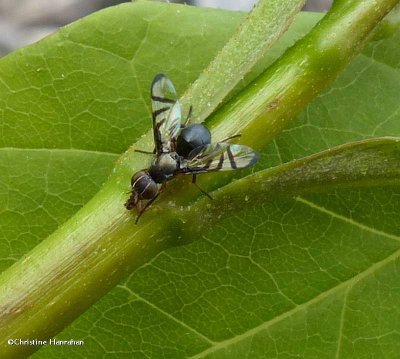 Signal Flies (Family: Platystomatidae)