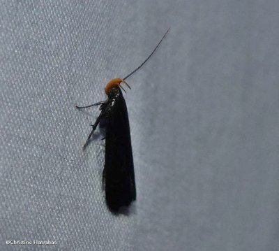Moth (<em>Dichomeris purpureofusca</em>), #2308