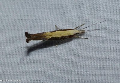 g10/50/883250/3/165771873.RvkkEnHo.jpg
