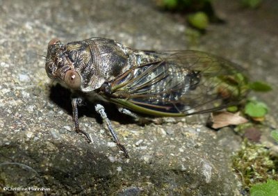 Dog-day Cicada (<em>Neotibicen canicularis</em>)