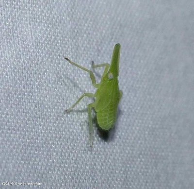 Planthopper, partridge bug nymph (<em>Scolops sulcipes</em>)