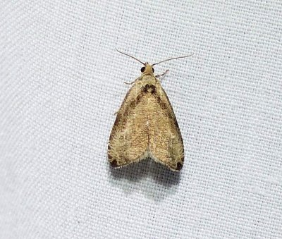 Wretched olethreutes moth(<em>Olethreutes exoletum</em>), #2791