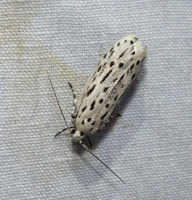 Streaked ethmia moth  (<em>Ethmia longimaculella </em>), #0999