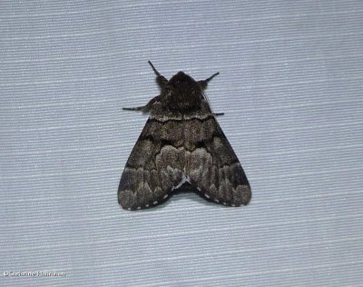 Eastern panthea moth   (<em>Panthea furcilla</em>),  #9182