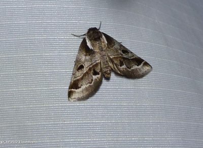 Doubledays baileya moth  (<em>Baileya doubledayi</em>), #8969