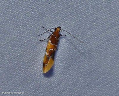 Orange-headed Epicallima moth (<em>Epicallima argenticinctella</em>), #1046