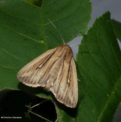 Two-lined wainscot moth (<em>Leucania commoides</em>), #10447